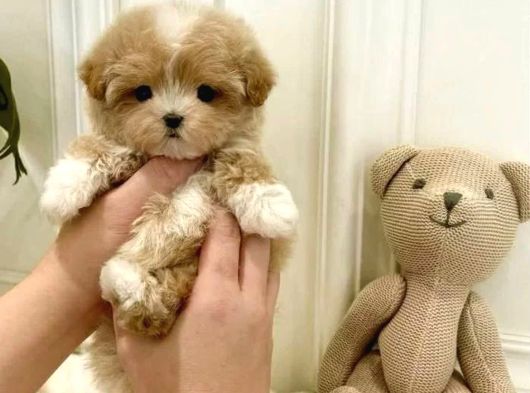Kore F2 Maltipoo Yavrular görsel