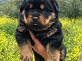 Irk garantili rottweiler yavrularımız
