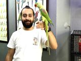 Full Eği̇ti̇mli̇ Alexander İskender Papağanimiz