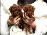 Ankaranın en kaliteli Toy Poodle yavruları
