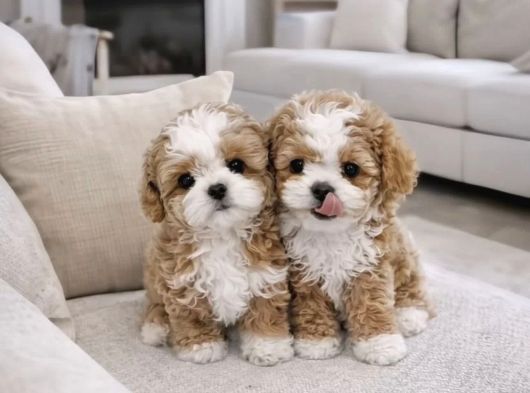 Kore f2 maltipoo yavrular