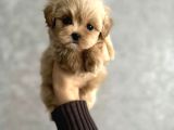Kore F2 Maltipoo Yavrular