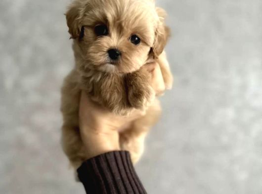 Kore F2 Maltipoo Yavrular görsel