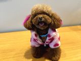 Koreden Özel Getirilmiş Mini Boy Toy Poodle Dişi