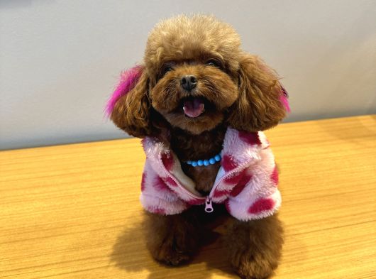 Koreden Özel Getirilmiş Mini Boy Toy Poodle Dişi görsel