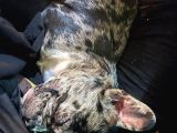 Özel Renk French Bulldog Yavrularımız