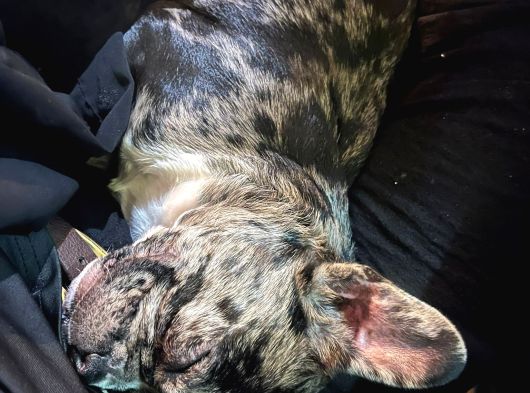 Özel Renk French Bulldog Yavrularımız görsel