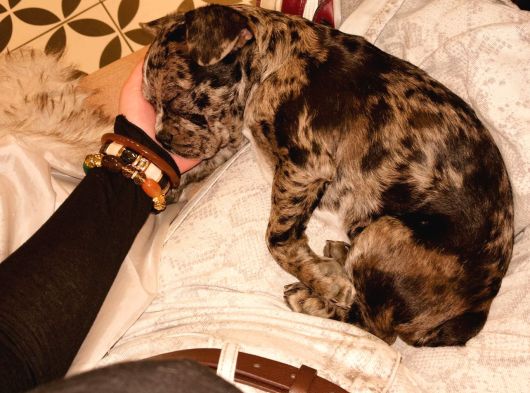 Özel Renk French Bulldog Yavrularımız