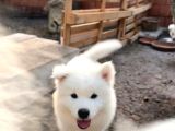 ırkırk garantili samoyed yavrularımız