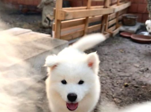 Irkırk Garantili Samoyed Yavrularımız
