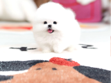 Kore micro pomeranian ayı surat