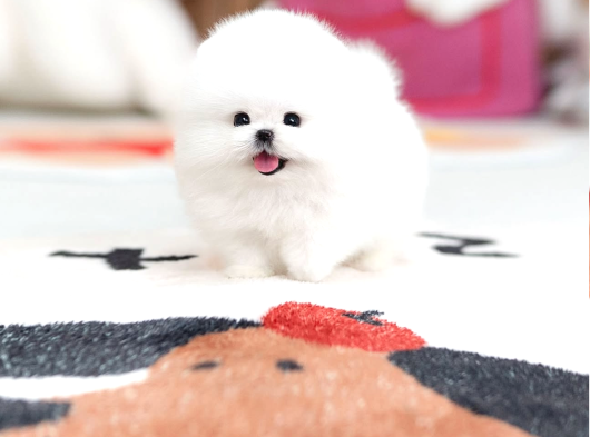 Kore micro pomeranian ayı surat