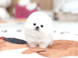 Kore Micro Pomeranian Ayı Surat