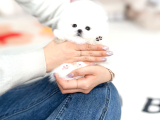 Kore Micro Pomeranian Ayı Surat
