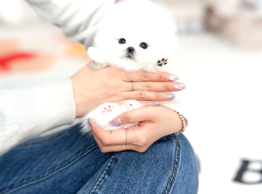 Kore Micro Pomeranian Ayı Surat görsel