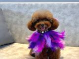 Koreden Özel Getirilmiş Mini Boy Toy Poodle Dişi