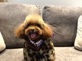 Koreden Özel Getirilmiş Mini Boy Toy Poodle Dişi