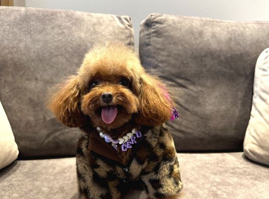 Koreden Özel Getirilmiş Mini Boy Toy Poodle Dişi görsel