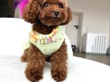 Koreden Özel Getirilmiş Mini Boy Toy Poodle Dişi