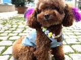 Koreden Özel Getirilmiş Mini Boy Toy Poodle Dişi