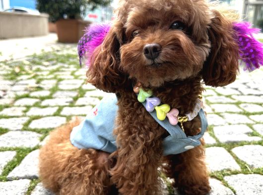 Koreden Özel Getirilmiş Mini Boy Toy Poodle Dişi görsel