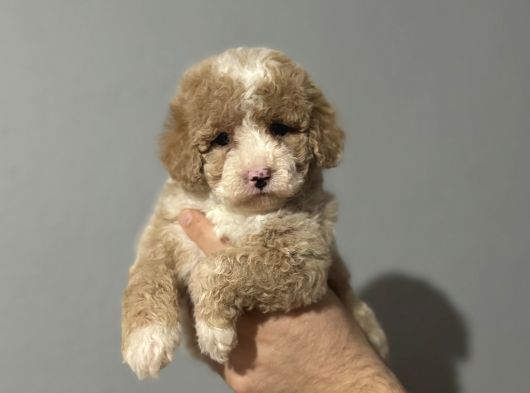 Mi̇ni̇ Australi̇an Gdoodle Özel Irk Yavrumuz görsel