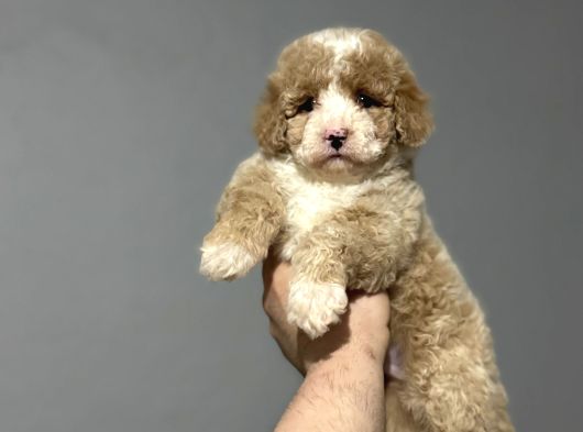 Mi̇ni̇ Australi̇an Gdoodle Özel Irk Yavrumuz görsel