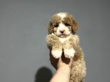 Mi̇ni̇ Australi̇an Gdoodle Özel Irk Yavrumuz