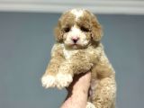 MİNİ AUSTRALİAN GDOODLE ÖZEL IRK YAVRUMUZ