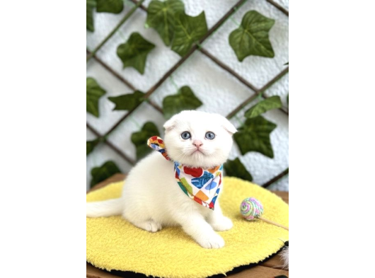 Karbeyazi İnci̇ Bebek Scoti̇sh Fold görsel