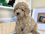 TOY POODLE BEBEKLERİMİZ SİZİ BEKLİYOR