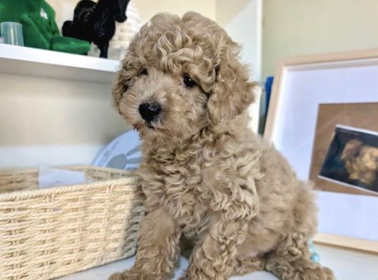 Toy Poodle Bebekleri̇mi̇z Si̇zi̇ Bekli̇yor