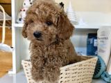 Toy Poodle Bebekleri̇mi̇z Si̇zi̇ Bekli̇yor