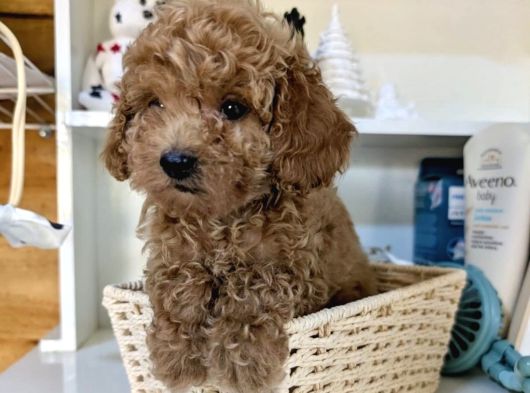 Toy Poodle Bebekleri̇mi̇z Si̇zi̇ Bekli̇yor görsel
