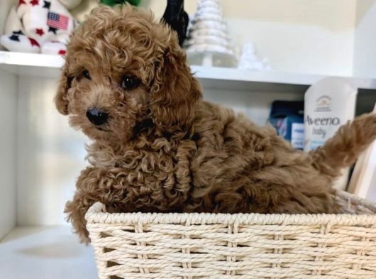 Toy Poodle Bebekleri̇mi̇z Si̇zi̇ Bekli̇yor görsel