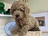 Toy Poodle Bebekleri̇mi̇z Si̇zi̇ Bekli̇yor