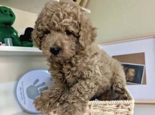 Toy Poodle Bebekleri̇mi̇z Si̇zi̇ Bekli̇yor görsel