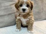 KORE YÜZ YAPILI MALTİPOO YAVRULAR