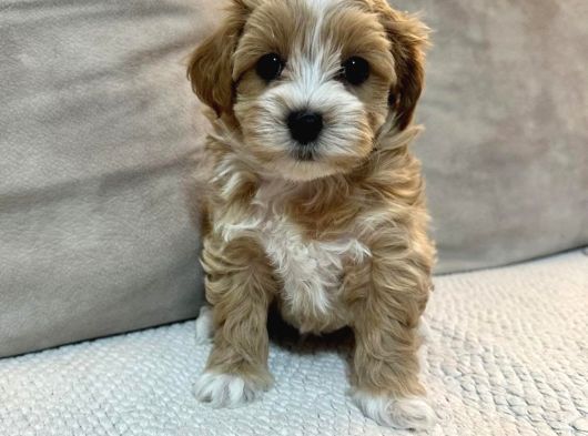 Kore Yüz Yapılı Maltipoo Yavrular