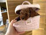 Orjinal Kore Micro Poodle 500 Gr Erkek