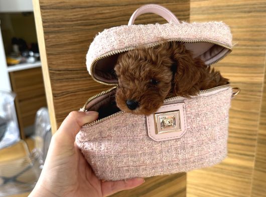 Orjinal Kore Micro Poodle 500 Gr Erkek görsel