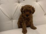Orjinal kore Micro Poodle 500 gr Erkek