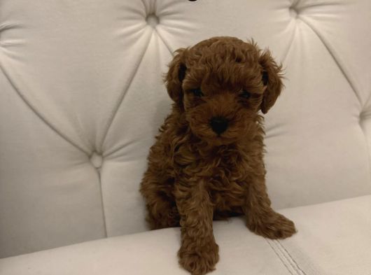 Orjinal Kore Micro Poodle 500 Gr Erkek