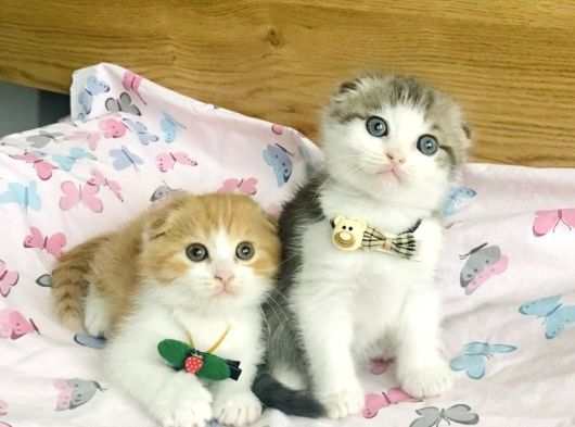 Nadir Bulunan Bicolor Scotısh Fold Bebeklerim
