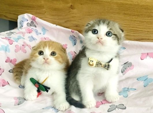 Nadir Bulunan Bicolor Scotısh Fold Bebeklerim görsel