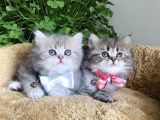 Müthiş güzellikteki british longhair yavrularım