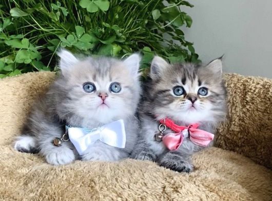 Müthiş Güzellikteki British Longhair Yavrularım