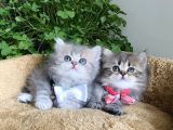 Müthiş Güzellikteki British Longhair Yavrularım