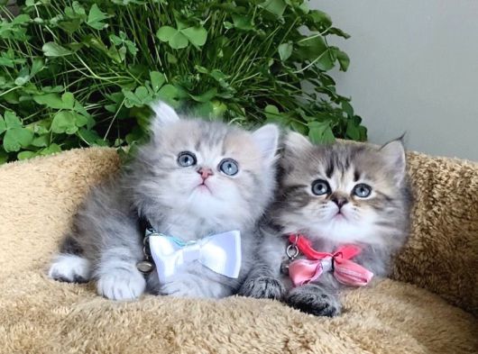 Müthiş Güzellikteki British Longhair Yavrularım görsel