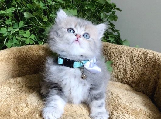 Müthiş Güzellikteki British Longhair Yavrularım görsel